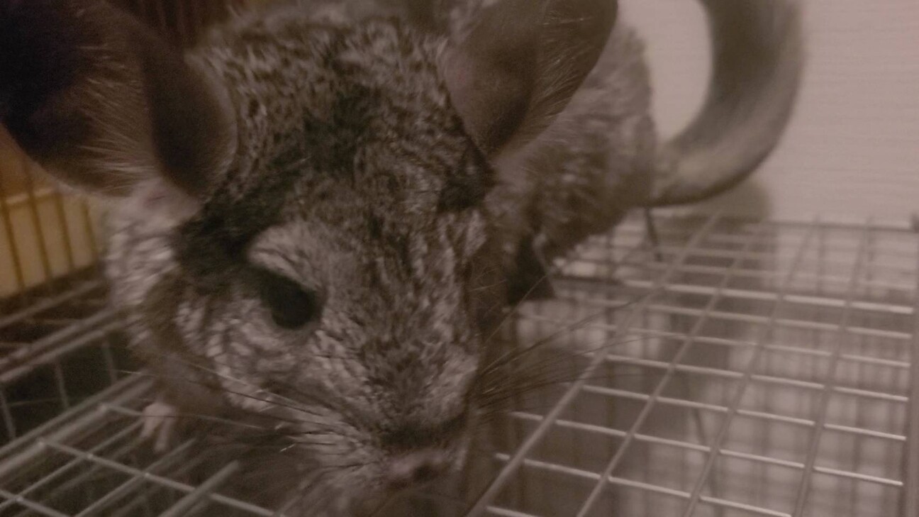 チンチラグレーの女の子(大阪) サムネイル2