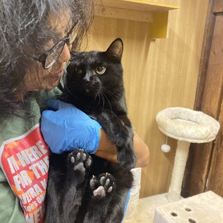 艶々の黒猫琥太郎