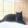 艶々の黒猫琥太郎 サムネイル2