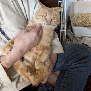 断脚手術を乗り越えたミュウくん♡甘えたさんです