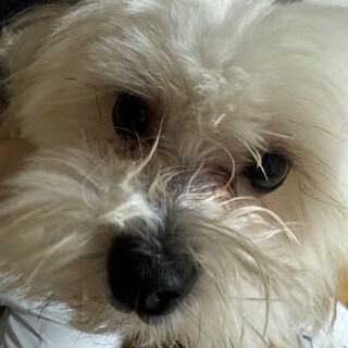 マルポメ9／6日生まれ　3歳です