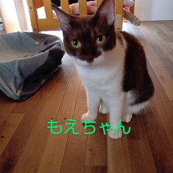 オープンシエルター譲渡会 サムネイル2