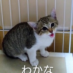 オープンシエルター譲渡会 サムネイル3