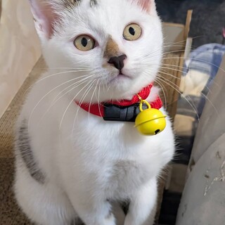 やんちゃな甘えん坊オラフ君