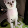 やんちゃな甘えん坊オラフ君 サムネイル3