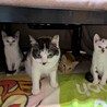 やんちゃな甘えん坊オラフ君 サムネイル5