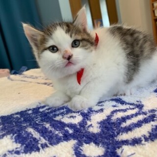 コロッコロもふもふの可愛いキジ白シリーちゃん