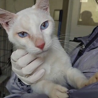 とっても人懐こい♡ブルーアイの【シルク】くん