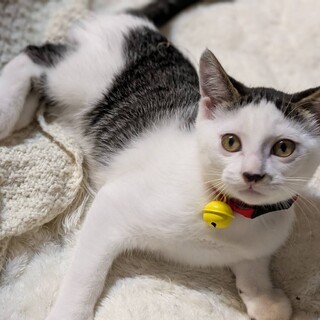 おでこが広くておとぼけ顔のクリス君