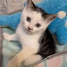 おでこが広くておとぼけ顔のクリス君 サムネイル2