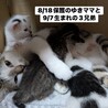おでこが広くておとぼけ顔のクリス君 サムネイル4