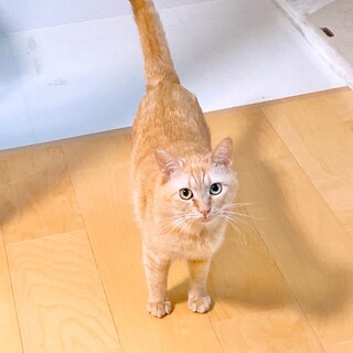 丸くて可愛い茶トラの男の子