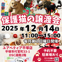 今年最後の保護猫の譲渡会