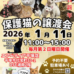 【新年初開催】保護猫の譲渡会