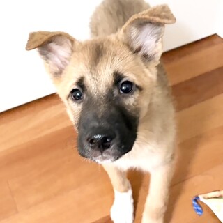 2ヶ月齢　トイレも上手！可愛い男の子！