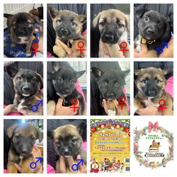 保護犬の譲渡会開催します