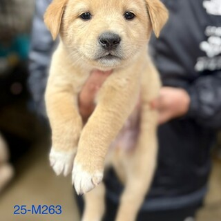 25-M263　ゴールデン似の仔犬ちゃん♪ムチコロ