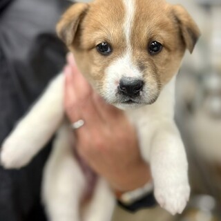 25-M264　ムチコロボディの仔犬ちゃん♪