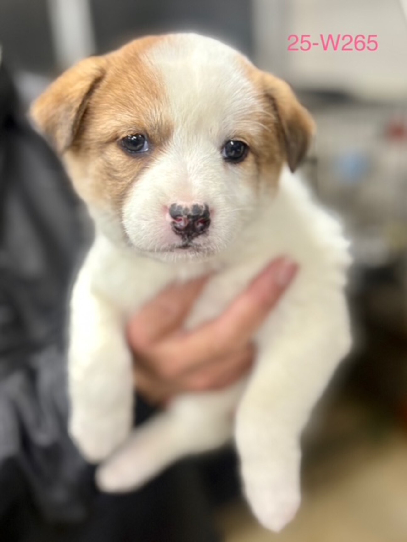 25-W265 おっとり」滋賀県 - 犬の里親募集(531833) 1枚目の画像