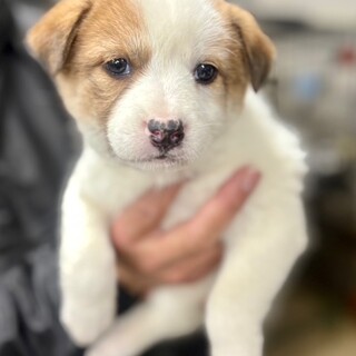 25-W265　おっとりお姫様ワン♪