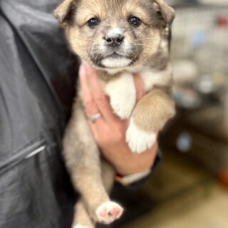 25-M267　ころころ可愛過ぎる仔犬です♪