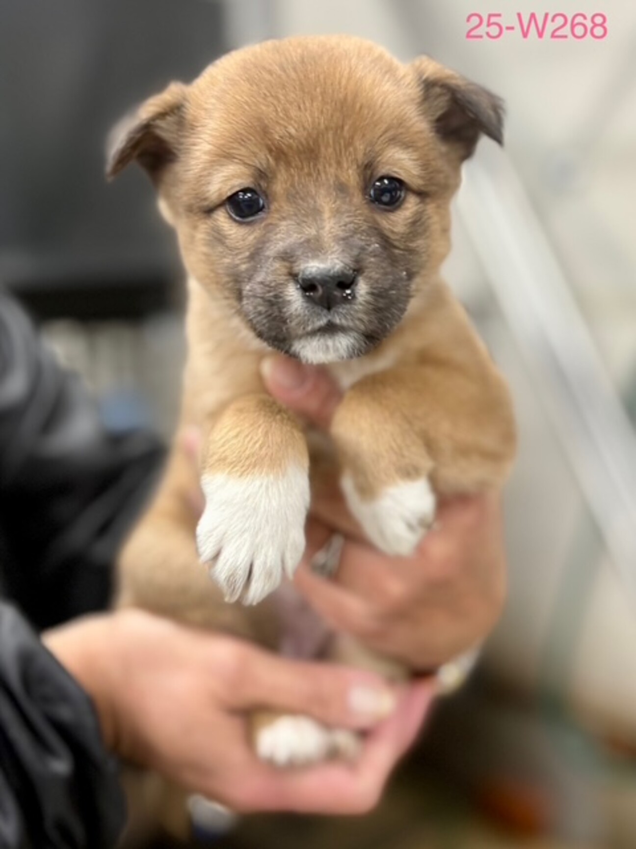 25-W268 兄妹中で」滋賀県 - 犬の里親募集(531839) :: ペットの