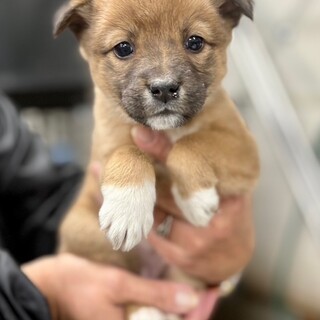 十姉妹（9羽)里親を募集」徳島県 - 鳥の里親募集(408510) :: ペット