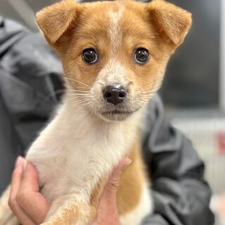 十姉妹（9羽)里親を募集」徳島県 - 鳥の里親募集(408510) :: ペット