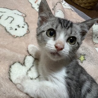 キレイな毛色♡マリちゃん２ヶ月