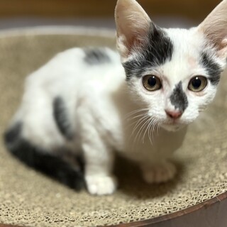 元気いっぱい♡みろく君２ヶ月