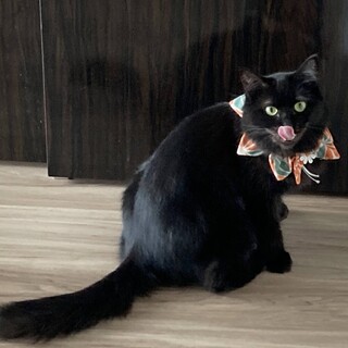 【3/22三田】猫と暮らす幸せ♡黒長毛仲良し親子