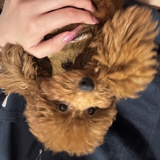タイニープードルくん✨