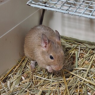 デグー(ベビー)