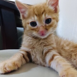 ちいさな大切な命　茶トラ　リク君