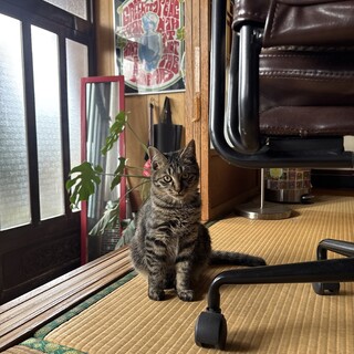 生後６ヶ月　里親募集　キジトラ