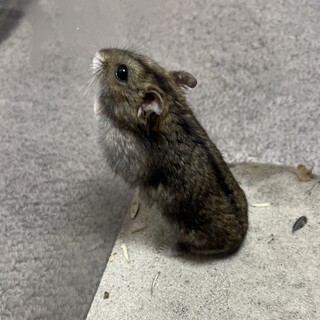 人懐っこい！好奇心旺盛！