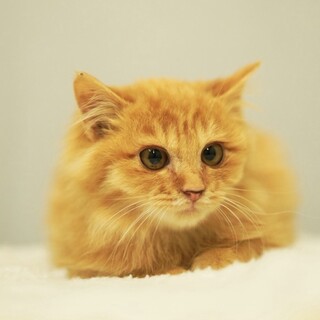 茶トラの元気な男の子です