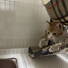 猫 サムネイル3
