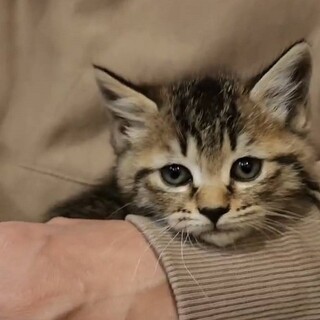 可愛いキジトラ　ニカくん