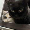 まろめめ