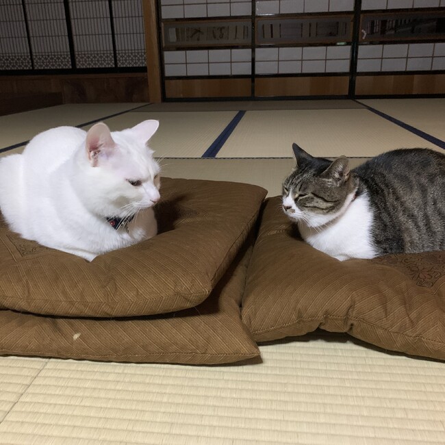 DAstoneのカバー写真