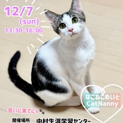 可愛いにゃんこの譲渡会