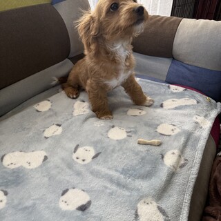 オス　4ヶ月のワンちゃん