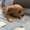 オス　4ヶ月のワンちゃん サムネイル2