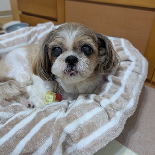 仮名：羽香（はこ）