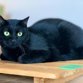 おだやかな黒の美男子「どなべ」くん