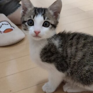 里親決定★段ボールで捨てられていた子