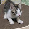 里親決定★段ボールで捨てられていた子 サムネイル4