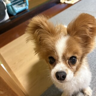 『ポレ』怖がりだけど、テンション高く誘う