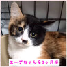 里親決定★三毛猫エーゲちゃん サムネイル5